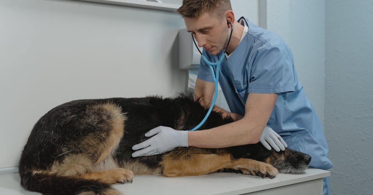Veterinarian examining a dog in a modern clinic